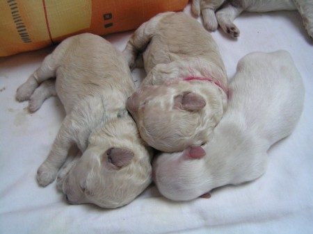 BECRUX, BOOTES, CRISTIAN